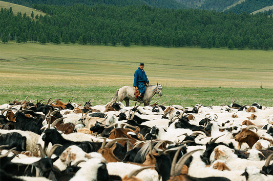 Das Leben eines Nomaden: Die natürliche Koexistenz von Hirten und Herden