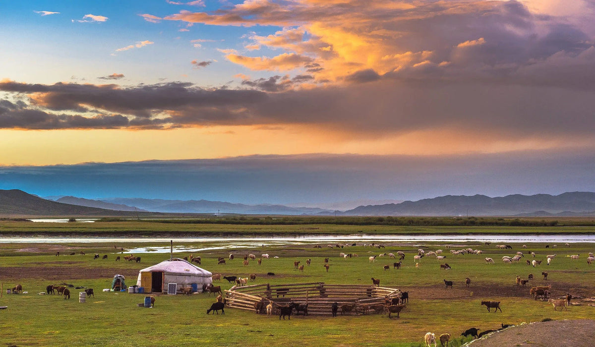 Jurte und ein Holzpferch in einem grünen mongolischen Tal mit grasenden Ziegen unter einem orangefarbenen Abendhimmel