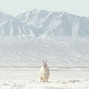 Basic Kaschmirstrickjacke mit Reißverschluss