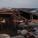 Basic Kaschmirstrickjacke mit Reißverschluss