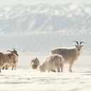 Basic Kaschmirstrickjacke mit Reißverschluss